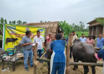 चांदपुरा गाँव में हुआ पशु चिकित्सा एवं बाँझपन निवारण शिविर, 280 से अधिक पशुओं की हुई जाँच