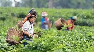 भारत में चाय की खेती को पुनर्योजी कृषि के साथ बदलने के लिए साझेदारी