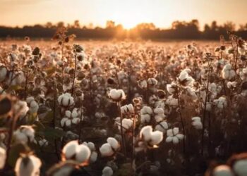 बीटी कपास की अगली पीढ़ी को अनुमति देने पर मंत्रालय करेंगे चर्चा