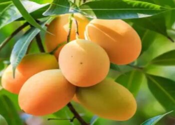 आम उत्पादक किसानों के लिए खुशखबरी, उत्पादन में वृद्धि और मूल्य समर्थन योजनाओं से मिलेगा लाभ