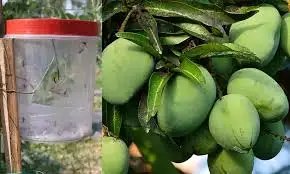 “बिना रसायन फलों को कीटों से बचाएगी ‘फ्रूट फ्लाई ट्रैप’ तकनीक, किसानों को मिलेगा दोगुना फायदा”