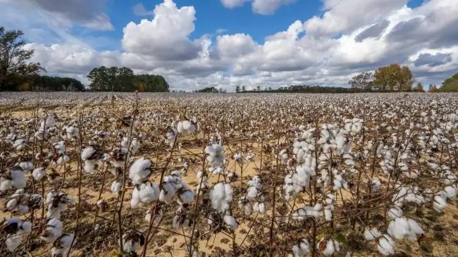 जानें मॉर्डन तकनीक से कैसे बढ़ रहा कपास का उत्पादन, ये APP साबित हुई मददगार