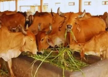 UP में हरे चारे की किल्लत दूर करने की तैयारी, NDDB को सौंपा गया बड़ा जिम्मा – 27 जिलों में प्राकृतिक खेती को बढ़ावा