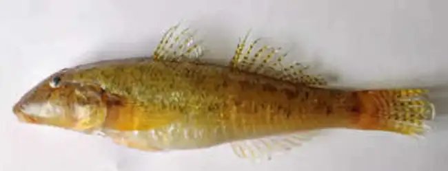 दोगुनी डिमांड में बिकती है ये मछली, नाम और दाम सुनकर रह जाएंगे हैरान