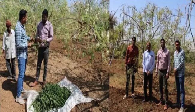 सहजन की खेती, गुजरात का एक उदाहरण, जिसने एक गरीब किसान को करोड़पति बना दिया