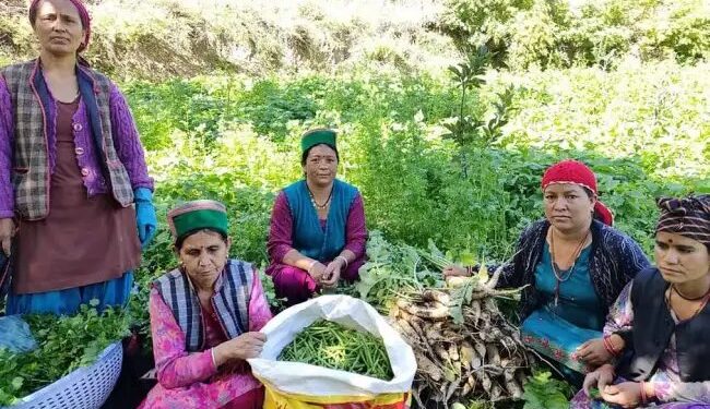 फसल विविधिकरण के लिए हिमाचल सरकार का बेहतरीन प्लान, खर्च होंगे 154 करोड़