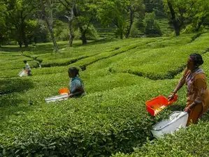 चाय बोर्ड युवाओं को कौशल प्रदान करने के लिए चाय चखने के प्रमाणन पाठ्यक्रम पर विचार कर रहा