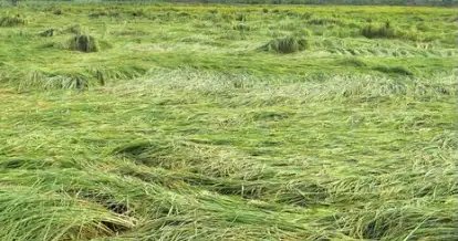 हरियाणा के करनाल में मौसम में खराबी से फसल को हुआ नुकसान, जमीन पर गिरी खड़ी फसलें!