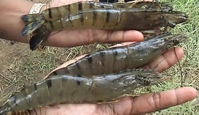 फिर डिमांड में आया  समुंदर का ‘ब्लैक टाइगर’!  बाजार दामों में 25 प्रतिशत की बढ़ोतरी