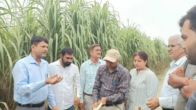हरियाणा में गन्ने की फसल में आ रही समस्या, कृषि वैज्ञानिकों ने किया निरीक्षण