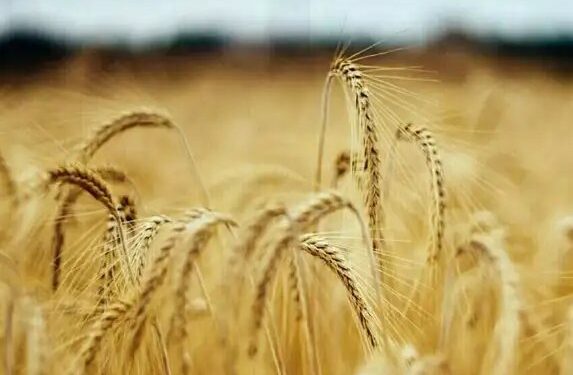 गेहूं के दामों में भारी उछाल, किसानों की बल्ले-बल्ले, जानें क्या हैं मंडी भाव?