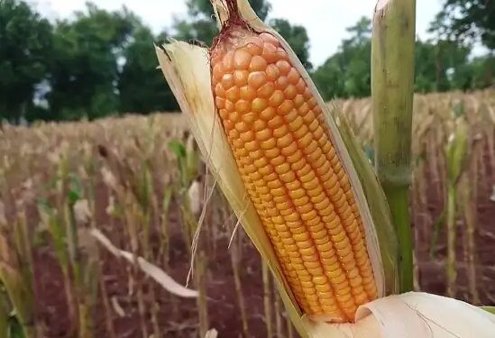 बिहार सरकार दे रही इस फसल पर बंपर सब्सिडी, जानें पूरा प्रोसेस!