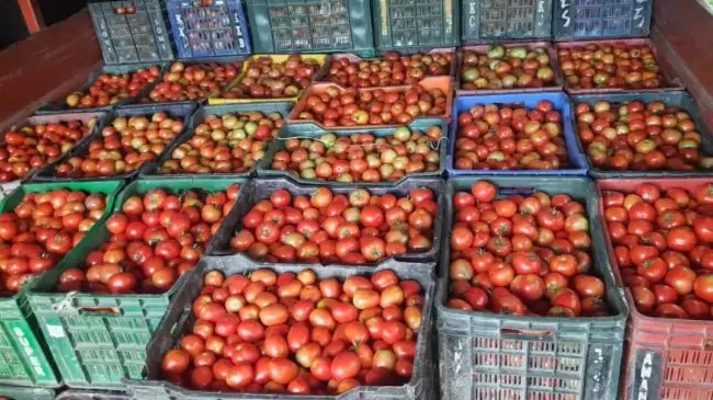 हिमाचल में टूटे सारे रिकॉर्ड, टमाटर का हुआ 10 करोड़ से अधिक का कारोबार