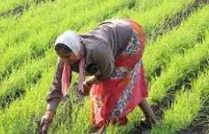 पीएम किसान की 18वीं किस्त के लिए जरूर करें ये 3 इंतेजाम!