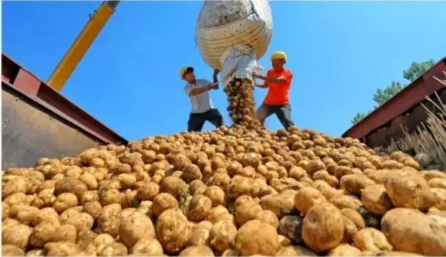 आलू पर पड़ी मौसम की मार, बारिश न होने के कारण, दामों में दर्ज की गई गिरावट