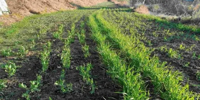 हिमाचल में आज से शुरु हो रही हल्दी- गेहूं की प्राकृतिक खेती, जानें किसानों को कितना मिलेगा MSP