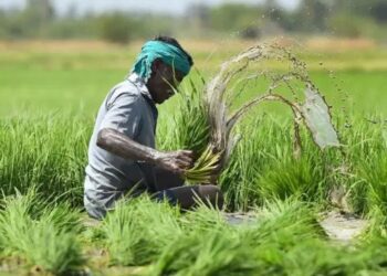 खुशखबरी! अब 31 जुलाई तक कराएं खरीफ फसलों का बीमा, जानिए हरियाणा सरकार की नई घोषणा