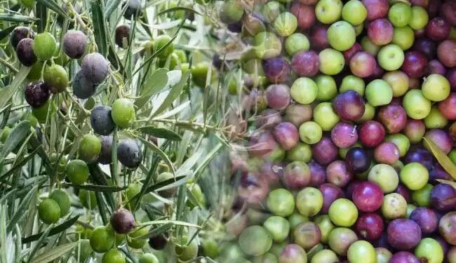 जैतून की खेती से कमाएं लाखों, जानें क्या हैं इसके लाभ और तकनीक