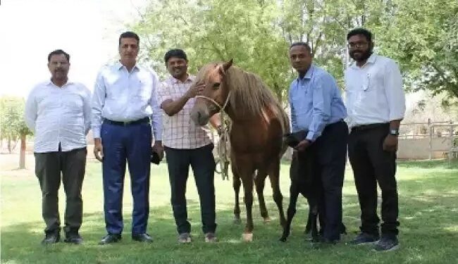 आईसीएआर-एनआरसीई बीकानेर ने भारत का पहला ज़ांस्करी घोड़े का बच्चा पैदा किया