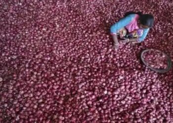 सरकार द्वारा प्याज खरीद मूल्य में पिछले वर्ष की तुलना में 48% की गिरावट