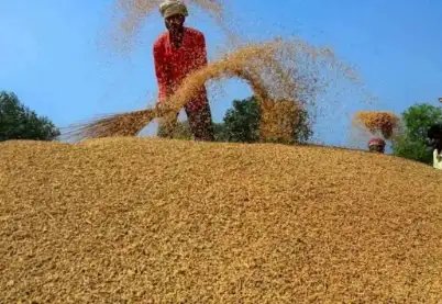 1 अक्टूबर से शुरू होगी धान की खरीद, यूपी किसानों को कराना होगा रजिस्ट्रेशन
