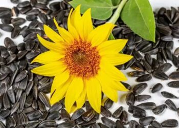 गर्मियों के मौसम में सूरजमुखी की फसल लगाने से पहले किसान इन बातों का रखे खास ख्याल