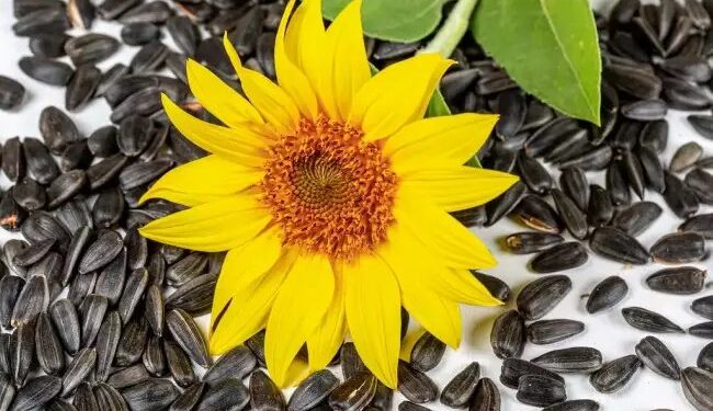 गर्मियों के मौसम में सूरजमुखी की फसल लगाने से पहले किसान इन बातों का रखे खास ख्याल