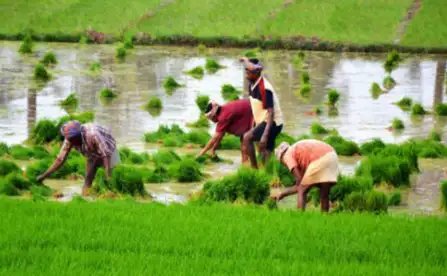 रबी में भिंडी और लोबिया की इन किस्मों की करें बुवाई, मिलेगा बढ़िया उत्पादन