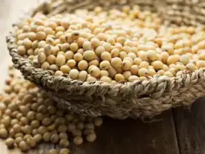 सरकार ने वित्त वर्ष 2025 में 3 मीट्रिक टन गेहूं बाजार में उतारा