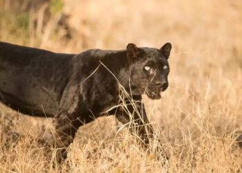 राजस्थान: 11 दिन 7 मौतें, उदयपुर में पैंथर के अटैक से दहशत, रेस्क्यू जारी