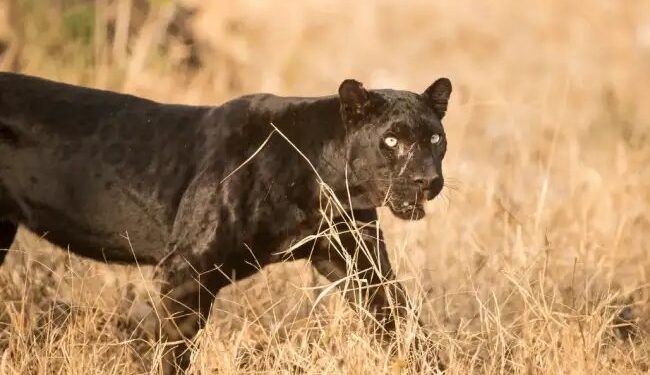 राजस्थान: 11 दिन 7 मौतें, उदयपुर में पैंथर के अटैक से दहशत, रेस्क्यू जारी