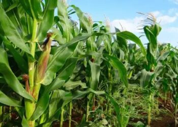 इस नई तकनीक के सहारे केसर आम की खेती कर डबल मुनाफा कमा रहे महाराष्ट्र के किसान,