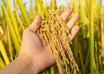 धान की फसल पर फिर मंडराया फिजी वायरस का खतरा, बौनेपन की बीमारी से किसान परेशान