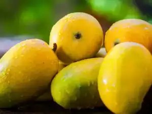 हुस्नारा, रतोल जैसी विलुप्त हो चुकी आम की किस्मों को पुनर्जीवित करने पर जोर