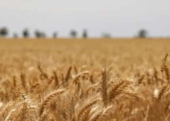 खाद्य मंत्रालय ने खुले बाजार में बिक्री के लिए गेहूं के आरक्षित मूल्य को मंजूरी दी