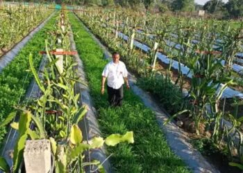 भीलवाड़ा के किसान इजरायल की इस तकनीक से कमा रहे लाखों!  जानें क्या है तरीका