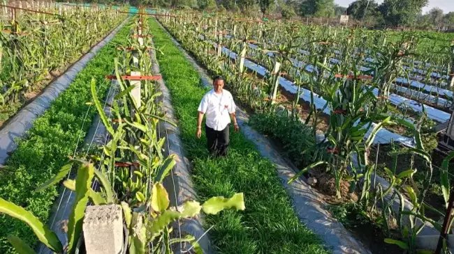 भीलवाड़ा के किसान इजरायल की इस तकनीक से कमा रहे लाखों! जानें क्या है तरीका