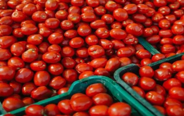 खेतों में फसल छोड़ रहे किसान, दिहाड़ी कीमत भी निकलना मुश्किल!