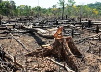 बड़ी खुशखबरी, किसानों की जमीन पर पेड़ काटने और बेचने की प्रक्रिया हुई आसान, केंद्र सरकार का अहम फैसला
