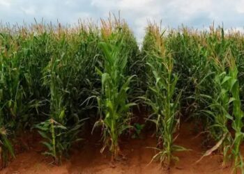 कर्नाटक में मक्का की बंपर बुआई, लेकिन खाद की किल्लत से जूझ रहे किसान,  केंद्र-राज्य के बीच खींचतान से बढ़ी चिंता