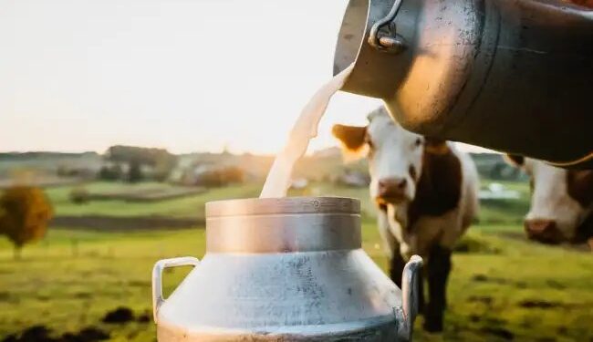 Milk Production: इन 5 राज्यों में बढ़ा दूध उत्पादन, देखें कौन से राज्य ने मारी बाजी
