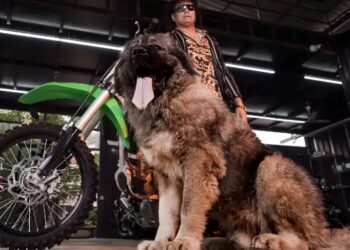 बेंगलुरु के शख्स ने खरीदा दुनिया का सबसे महंगा डॉग, कीमत सुन उड़ जाएंगे होश!