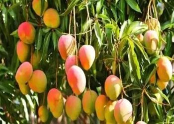 आम किसानों को राहत: केंद्र और कर्नाटक सरकार मिलकर देंगे मुआवज़ा, 2.5 लाख टन आमों पर मिलेगा लाभ