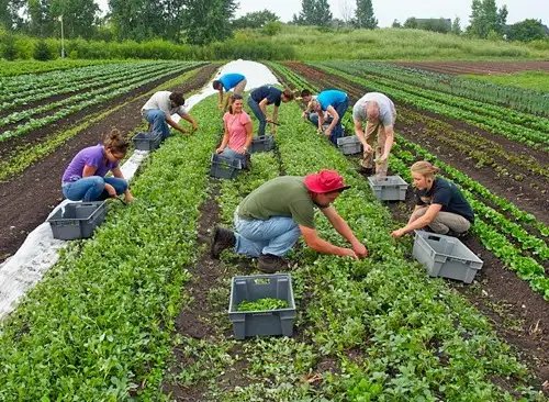 किसानों को मिलेगा फायदा, फार्म ID पर सभी जानकारी होगी दर्ज
