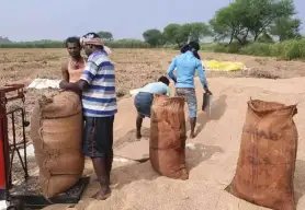 हरियाणा में 75 हजार किसानों के खातों में पहुंचे 2 करोड़, 46 हजार टन धान की खरीद!