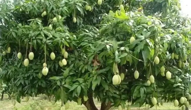 ग्लोबल वार्मिंग से फीकी रहेगी केसर आम की फसल, बाजार भाव पर पड़ेगा असर